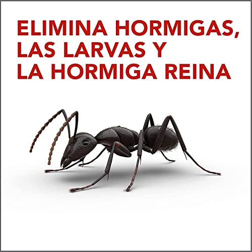 Raid ® Cebos - Trampa antihormigas, elimina la colonia de hormigas entera, efectivo en Interiores y Exteriores, 1 Unidad (Paquete de 1)